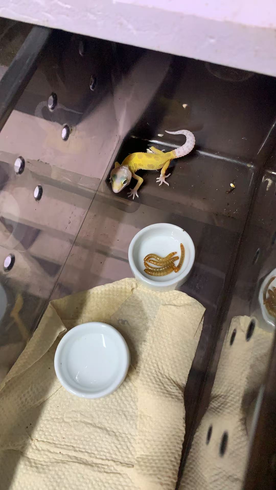 守宫幼崽～包邮包活到手（需录完整的开箱视频）